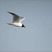 검은머리갈매기