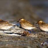 검은가슴물떼새