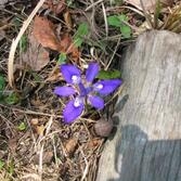 각시붓꽃(애기붓꽃)