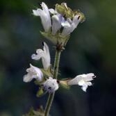 둥근배암차즈기