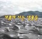 개흙속에 사는 생물들 이용자 제공이미지