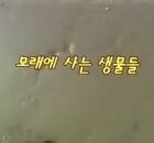 모래에 사는 생물들 이용자 제공이미지