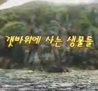 갯바위에 사는 생물들  이용자 제공이미지