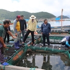 2018.08.29 흑산면 고수온으로 인한 수산물 피해현장점검