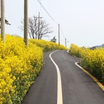 2020.04.08 안좌팔금_유채꽃