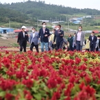 2020.09.11 증도면 병풍도 맨드라미 축제장 현장방문