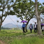 2021.06.08 도초 팽나무 숲 및 수국공원 현장방문
