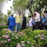 2022.06.16 도초면 팽나무 숲 및 수국공원 현장방문