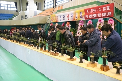 한국춘란 보고 천사섬 신안 난 전시회 개최1