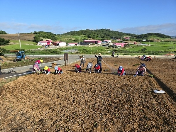 신안군, 병풍도 맨드라미 축제 준비 박차..'주민들과 함께 만드는 전국 최대 맨드라미정원'1