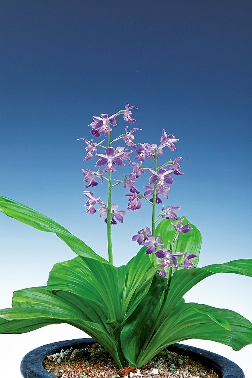 신안군, 새우란(蘭) 전국 대회 개최..'총 시상금 1,500만 원, 으뜸상을 포함한 75점 시상'1