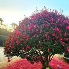 ‘섬 겨울꽃 송별축제’, 겨울꽃의 작별인사..신안군, 4일간의 겨울의 아름다움과 ...