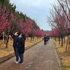 신안군, 만개한 홍매화꽃으로 관광객들 끌어모아..'제1회 섬홍매화 축제 성료! 축...
