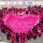 ‘섬 겨울꽃 송별축제 : 겨울의 작별인사 ’개막.. 신안군, 다시 만날 날을 기약...