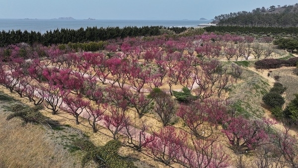 끝나지 않은 축제, 임자도의‘홍매화’에 미치다!1