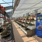 ‘명자나무 꽃길 따라, 1004섬에서 만나는 분재의 美’.. 감성 충전! 인생샷 ...