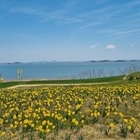 ‘2025 섬 수선화축제’만반의 준비 완료!.. 봄의 정령, 수선화와 함께하는 희...