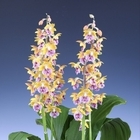 ‘2025전국새우란(蘭)대전’성황리 종료..대상 ‘백민자’ 국회의장상 수상