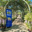 천상의 보랏빛 향연, ‘등나무 분재’ 전시..신안군의 자연 속에서 만끽하는 힐링,...