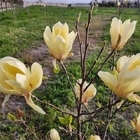 피아노의 섬 자은도에 노란 목련이 활짝..'피아노 축제에 맞추어 노란 목련이 만...