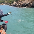 신안군, 청정해역에 어린 해삼 20만 마리 방류..'체계적이고 대대적인 수산자원 ...