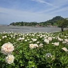 신안 옥도서 첫 작약 꽃축제 열려..'만개 시기 늦어져 여객선 특별운항 25일까지...