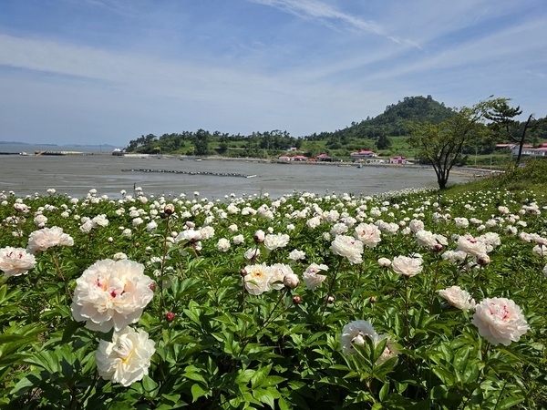 신안 옥도서 첫 작약 꽃축제 열려..'만개 시기 늦어져 여객선 특별운항 25일까지 연장'1