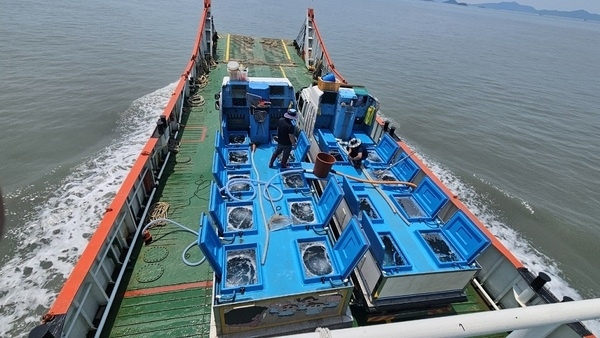 쥐노래미 27만 마리 바다로! 다이아몬드 해역‘바다낚시 메카’ 시동..'수산자원 회복과 낚시 관광 활성화, 두 마리 토끼를 잡는 산란·서식장 조성'1