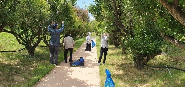신안 홍매화, 축제 넘어 여름 매실로…'주민과 빚어내는 ‘사계절 정원’의 이야기'1