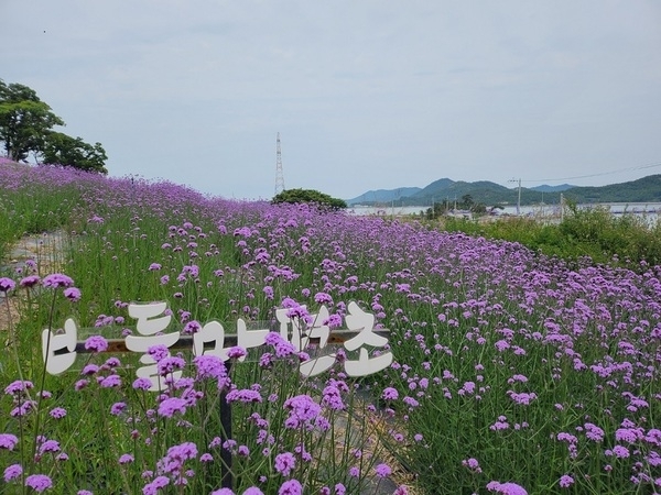 퍼플섬에 활짝 핀 버들마편초!!!..'보랏빛 향기!! 오감을 자극하는 퍼플섬!!'1