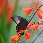 ‘4천만 송이 크로코스미아 꽃으로 여름을 수 놓다!’..'꽃보다 아름다운, 오직 ...