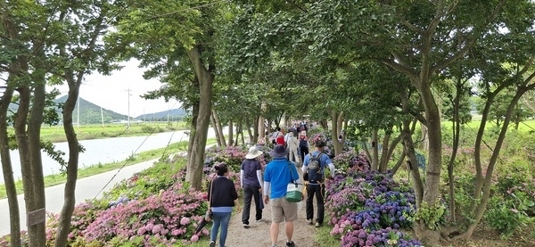 신안군‘섬 수국축제’성황리 마무리..축제 후에도 관람객 줄이어1