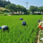 신안군, 벼 병해충 조기 예찰로 선제적 방어 총력..'벼 병해충 중점방제기간(7....