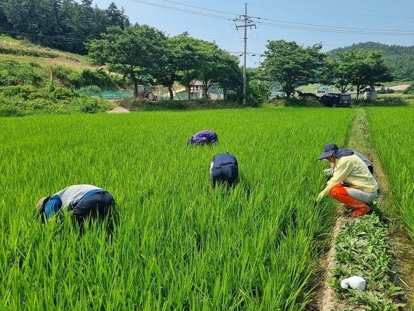 신안군, 벼 병해충 조기 예찰로 선제적 방어 총력..'벼 병해충 중점방제기간(7.14.~8.20.) 설정 및 초기 대응 강화'1