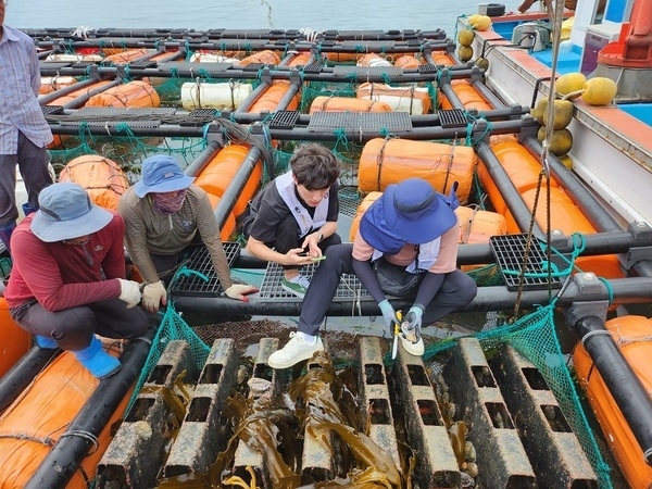 신안군, ‘고수온 주의보’ 발표에 양식어가 피해 최소화 총력 대응..'고수온 대응반 운영, 실시간 수온 정보 제공 및 각종 지원 사업 추진'1