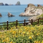 2025 섬 홍도원추리 축제 성황리에 막 내려..'10일간 2천여 명 방문, 노란...