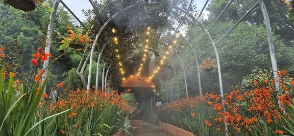 신안군, ‘2025 섬 크로코스미아 꽃 축제’ 성황리에 막 내려..'1004섬 분재정원, 4천만 송이 크로코스미아와 미세 물분사 연출로 몽환적인 분위기 선사'1