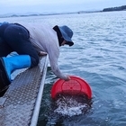 신안군, 고수온 선제 대응, 조피볼락 14만 마리 긴급 방류..'피해 최소화와 수...