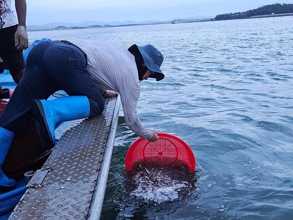 신안군, 고수온 선제 대응, 조피볼락 14만 마리 긴급 방류..'피해 최소화와 수산자원 증대 등 ‘일석이조’ 효과 기대'1