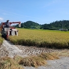 무더위와 폭우를 이겨낸 벼, 반갑다!..'신안 도초도 2025년 벼 첫 수확'