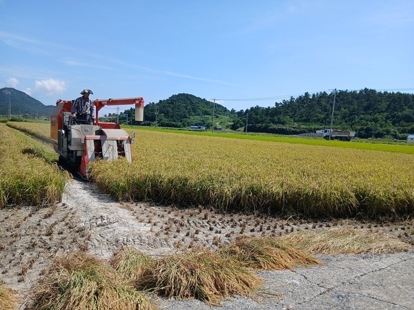무더위와 폭우를 이겨낸 벼, 반갑다!..'신안 도초도 2025년 벼 첫 수확'1