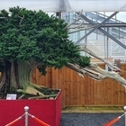 신안군, ‘수천년을 살아 숨 쉬는 주목나무 분재 특별전’ 개최..아름다움과 생명력...