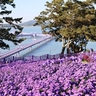 신안군, 고난 극복! 3년 만에 퍼플섬 아스타꽃 축제 개최!..'유례없는 보랏빛 ...