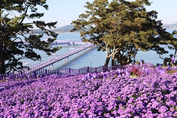 신안군, 고난 극복! 3년 만에 퍼플섬 아스타꽃 축제 개최!..'유례없는 보랏빛 물결, 9월 26일 개막… 전 세계인의 마음 사로잡는다'1