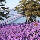 퍼플섬 아스타 꽃 축제 10월 말로 연기