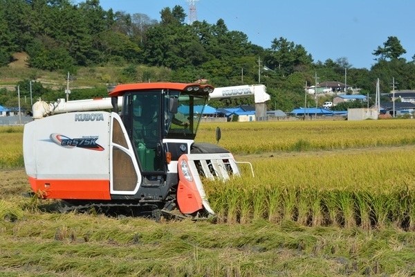 신안군, 벼 깨씨무늬병 확산 방지를 위한 적기수확 지도 강화!..'고온다습한 이상기후로 병확산, 피해 최소화 총력'1