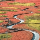 신안군, 제2회 보물섬 함초축제 개최..'아시아 최초 슬로시티 증도, 태평염전 특...