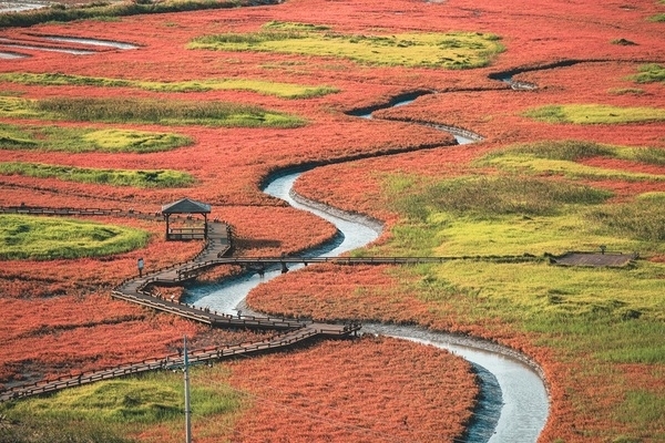 신안군, 제2회 보물섬 함초축제 개최..'아시아 최초 슬로시티 증도, 태평염전 특별무대에서 열려'1
