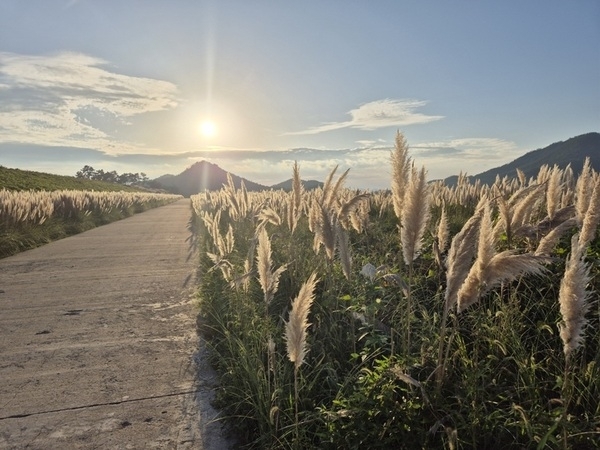신안 장산도 화이트정원, 가을을 물들이는 ‘팜파스그라스의 향연’..'샤스타데이지 꽃 축제 이어 가을 정원으로 변신, 바람에 흔들리는 은빛 물결'1