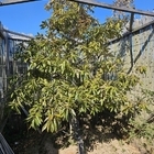 ‘황금빛깔 굴참나무 1004뮤지엄파크에 가면 볼 수 있다’..신안군, 신품종 ‘신...